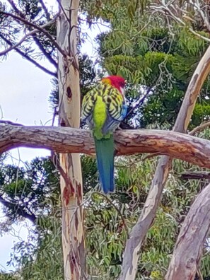 Uklassifisert bilde, 5 av 33, knapp
