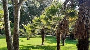 A lush garden with various trees and well-maintained grass. - Grade 2 Listed Georgian Townhouse by the sea (Penzance)