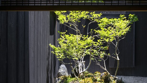 A traditional Japanese garden with a bonsai tree, a rock, and a wooden fence. - Rinn Machiya Kuon (Kyoto)