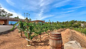 A vineyard with rows of grapevines, a wooden barrel, and a building in the background.