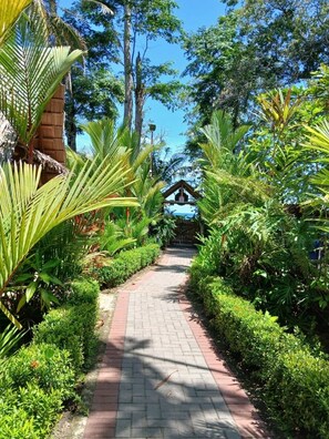 A paved pathway leading to a building with a thatched roof, surrounded by lush greenery and tall trees. - Bungalows Punta Uva (Cahuita)