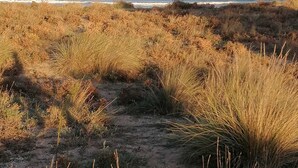 A beach path leading to the ocean with dry grass and dunes.