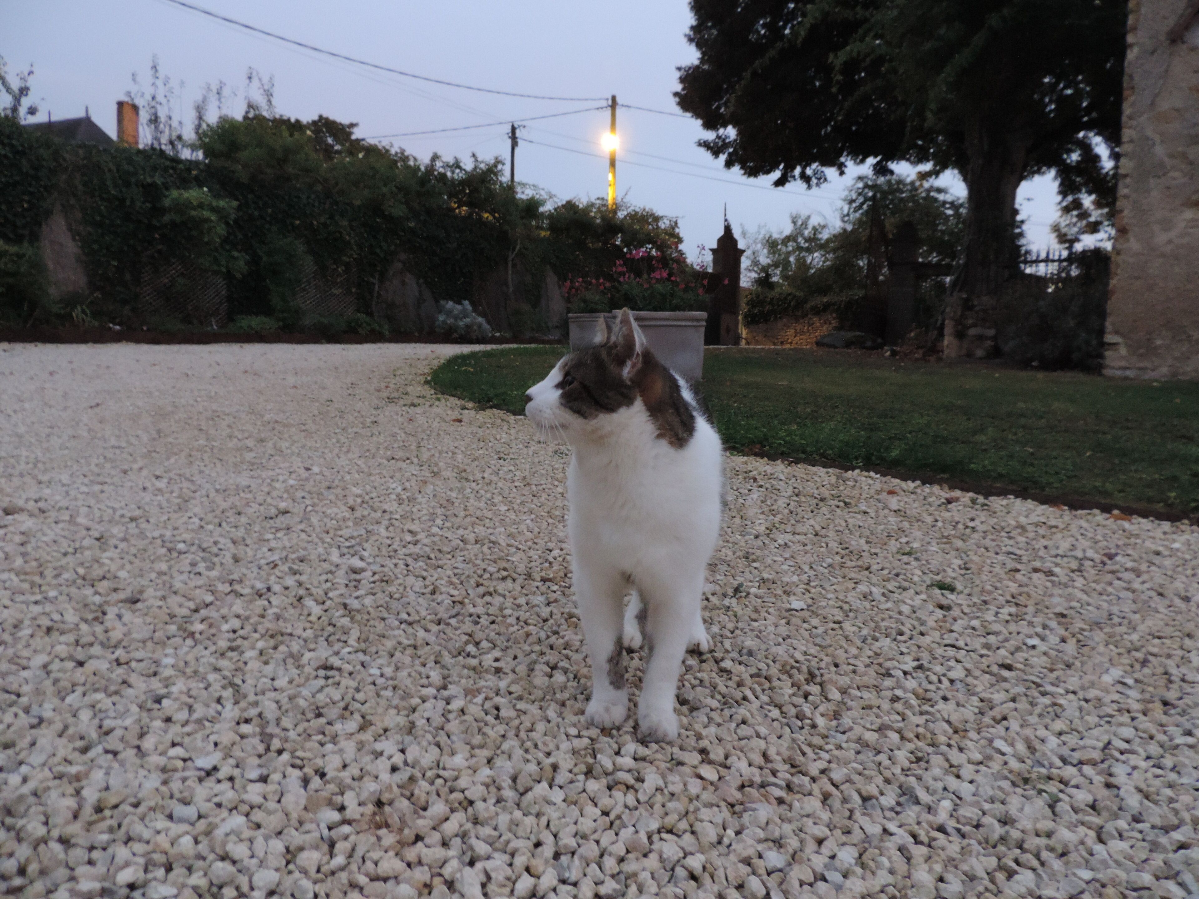 A cat on a gravel driveway.