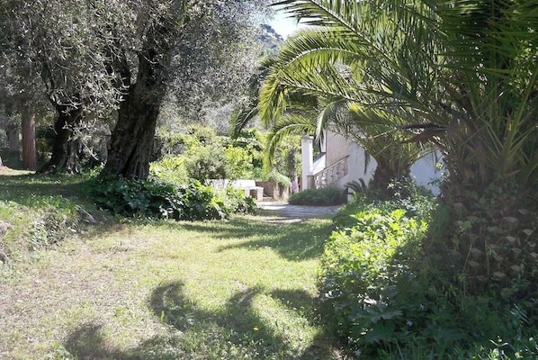 Un jardín exuberante con árboles maduros y un sendero que conduce a un edificio.