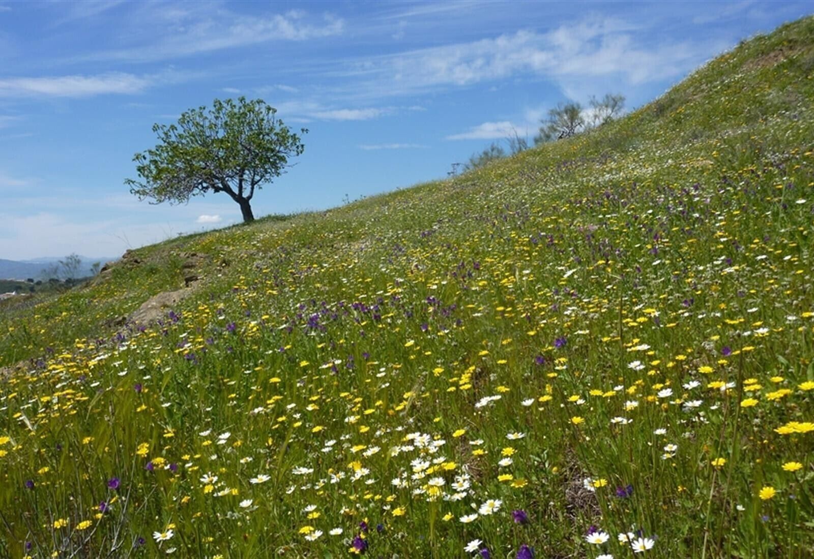Una ladera cubierta de hierba con un árbol y flores silvestres.