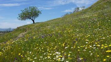 Una ladera cubierta de hierba con un árbol y flores silvestres.