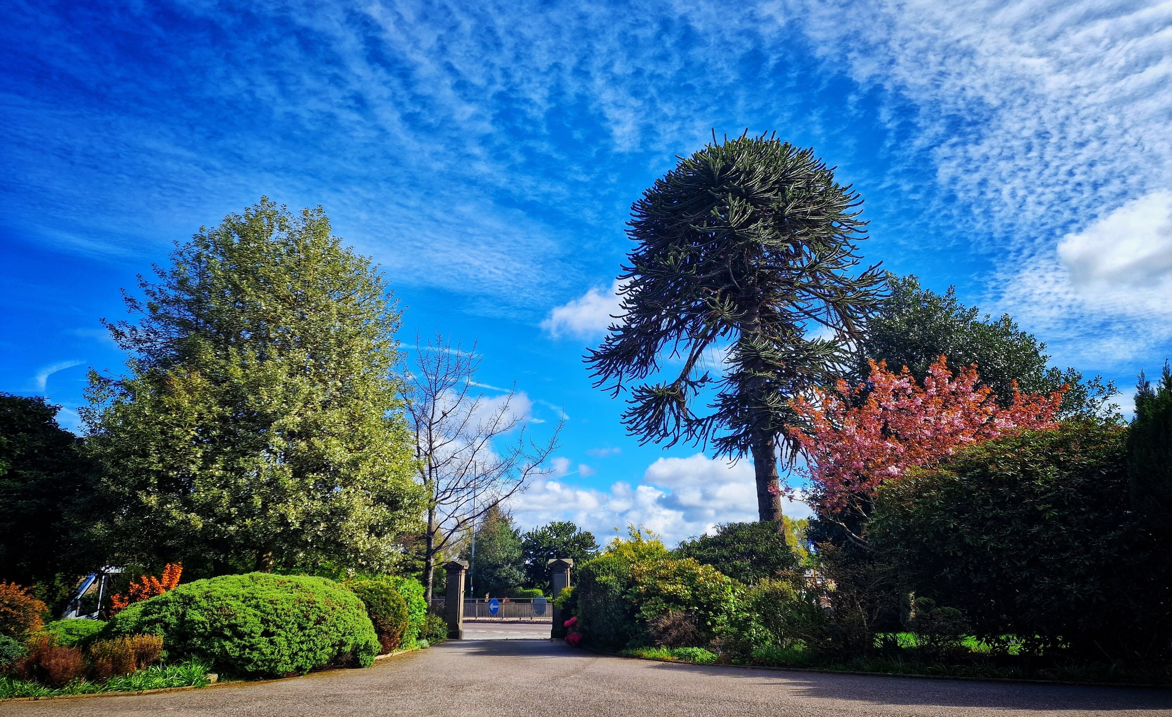 A pathway flanked by lush greenery and tall trees under a clear blue sky.