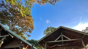 Two rustic wooden cabins with metal roofs, surrounded by lush greenery.