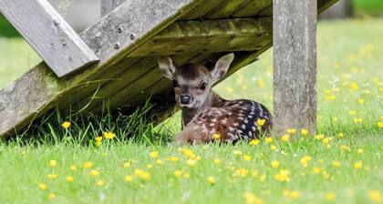 Deer Cottage 2 UK39332
