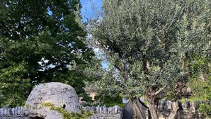 Un muro de piedra con un vano circular, un árbol de tronco grueso y una reja negra.