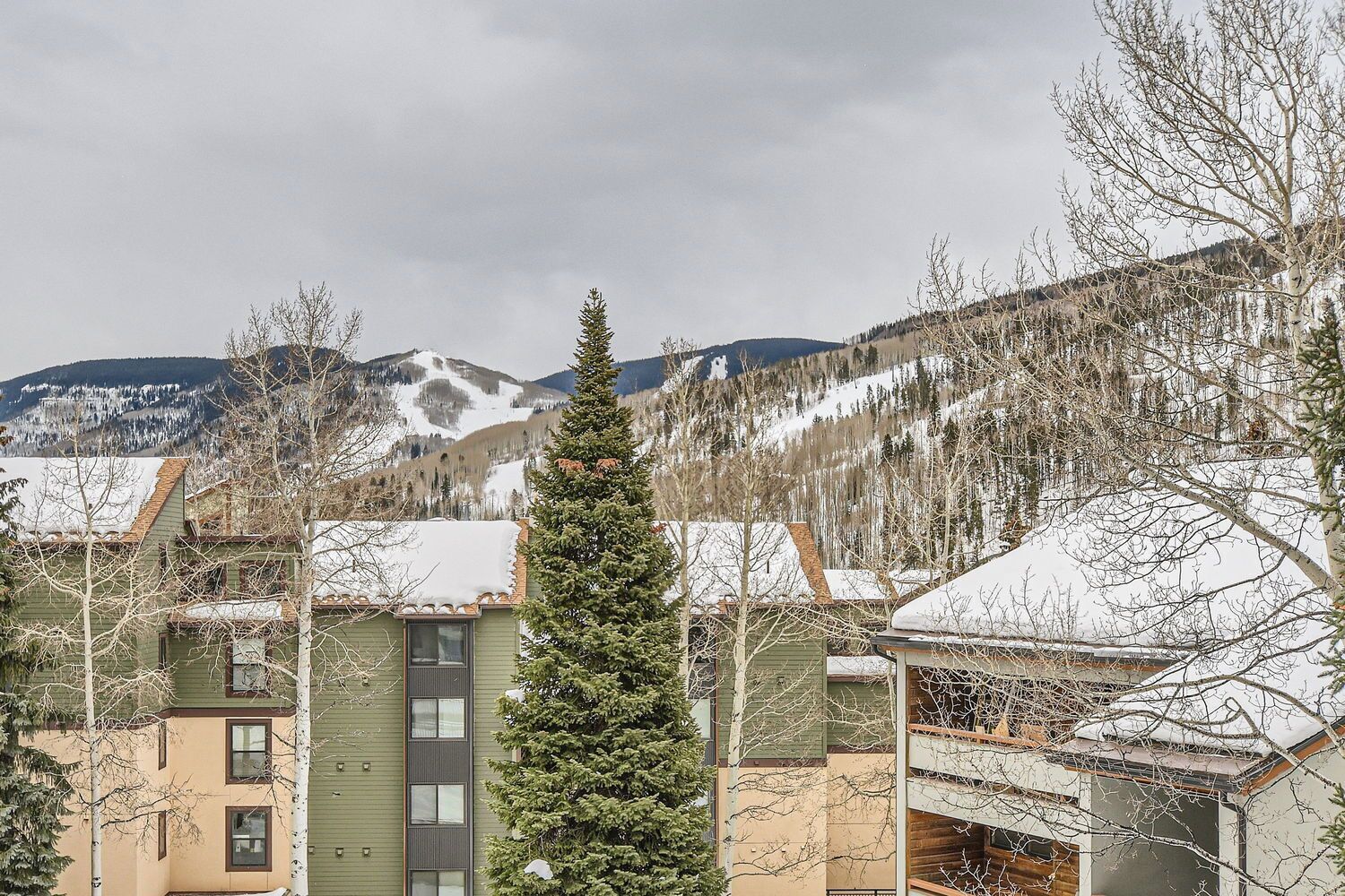 Un quartier résidentiel avec des maisons, un grand arbre à feuilles persistantes et, au loin, des montagnes enneigées.