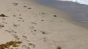 A beach with footprints and seaweed on the sand, and waves crashing onto the shore. - "Tropical Oasis" by the beach & shops, with pool (Riviera Beach)