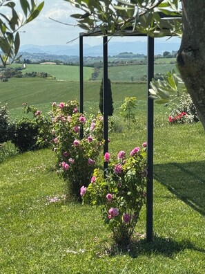 Ein Garten mit einer Pergola, üppigem Grünrasen und rosa Blumen.