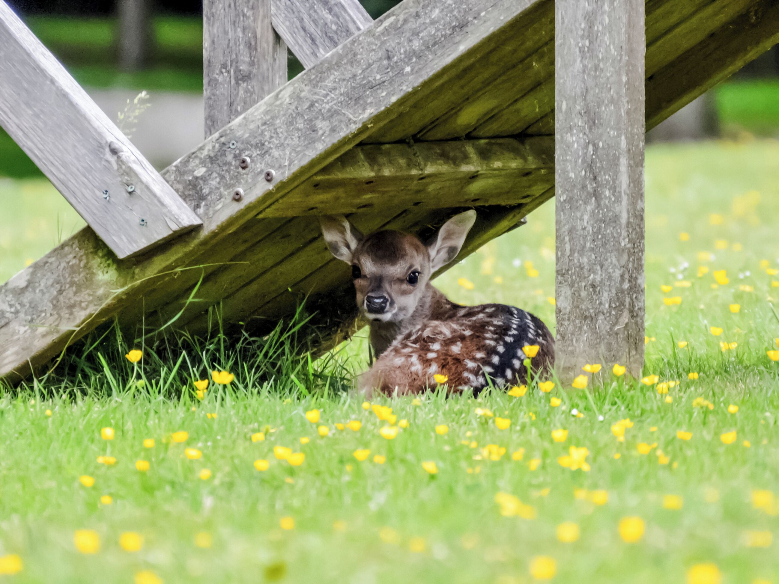 A deer under a wooden structure in a grassy area with yellow flowers.
