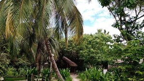 A pathway leading through a lush garden with palm trees and various plants. - Las Palmeras (Rosario Islands)