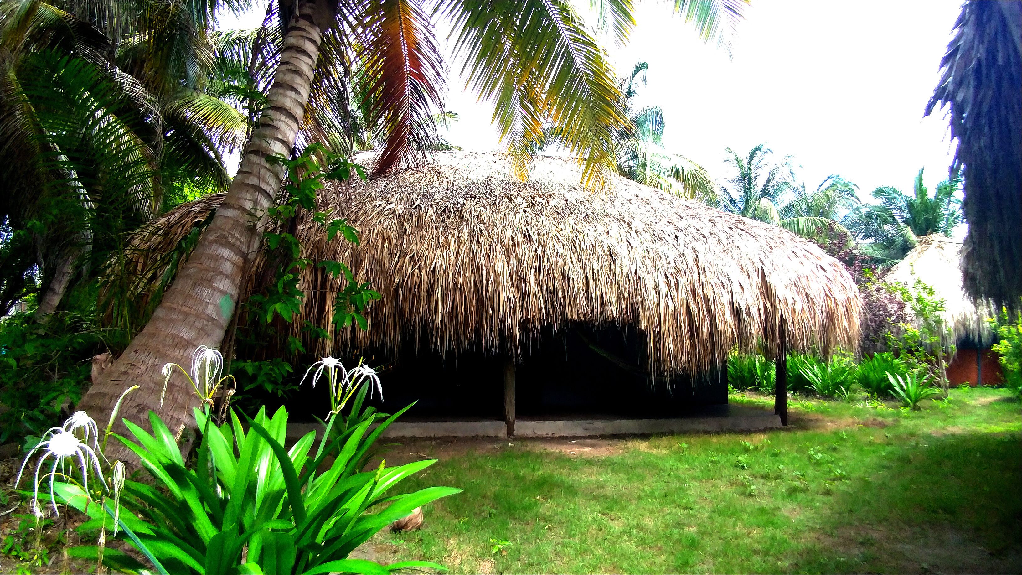 Photo - Eco Hotel Las Palmeras