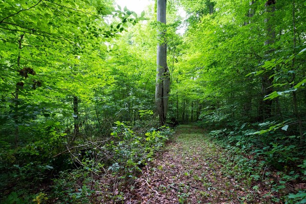 A forest path surrounded by dense green foliage. - Updated pet friendly, close to Nashville! (Nashville)