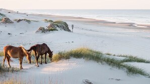 Una spiaggia con cavalli al pascolo, dune di sabbia e l'oceano sullo sfondo.