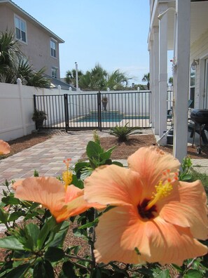Un jardin à l’arrière d’une maison, avec une piscine, une clôture blanche et des fleurs d’hibiscus.