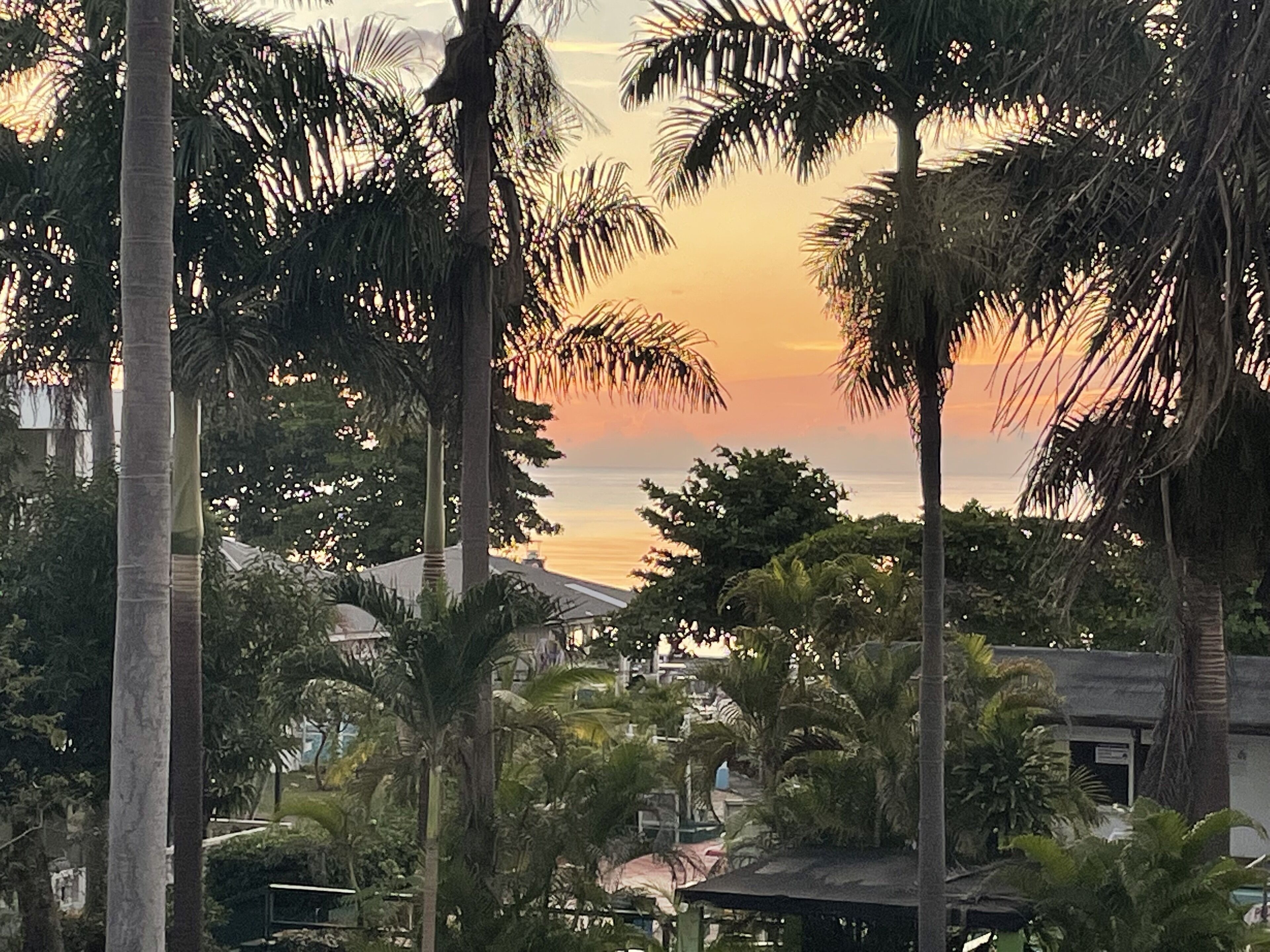 Vista del atardecer con palmeras y un edificio al frente.