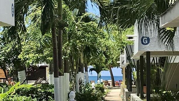 Ein Weg, gesäumt von Palmen und Topfpflanzen, der zum Strand führt.