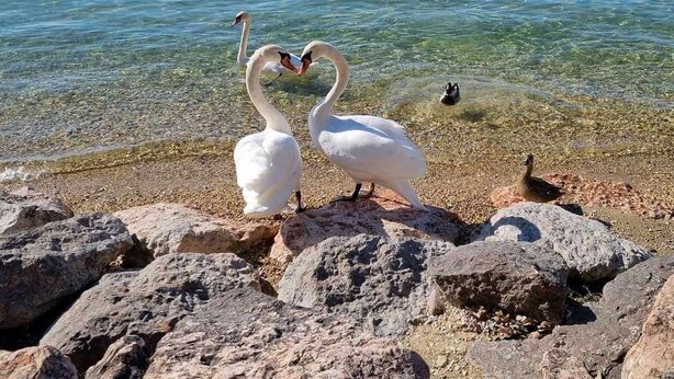Two swans forming a heart shape on a pebbly shore with a clear lake and mountains in the background. - Residence Florida B10 - 200m from the lakefront (Lazise)