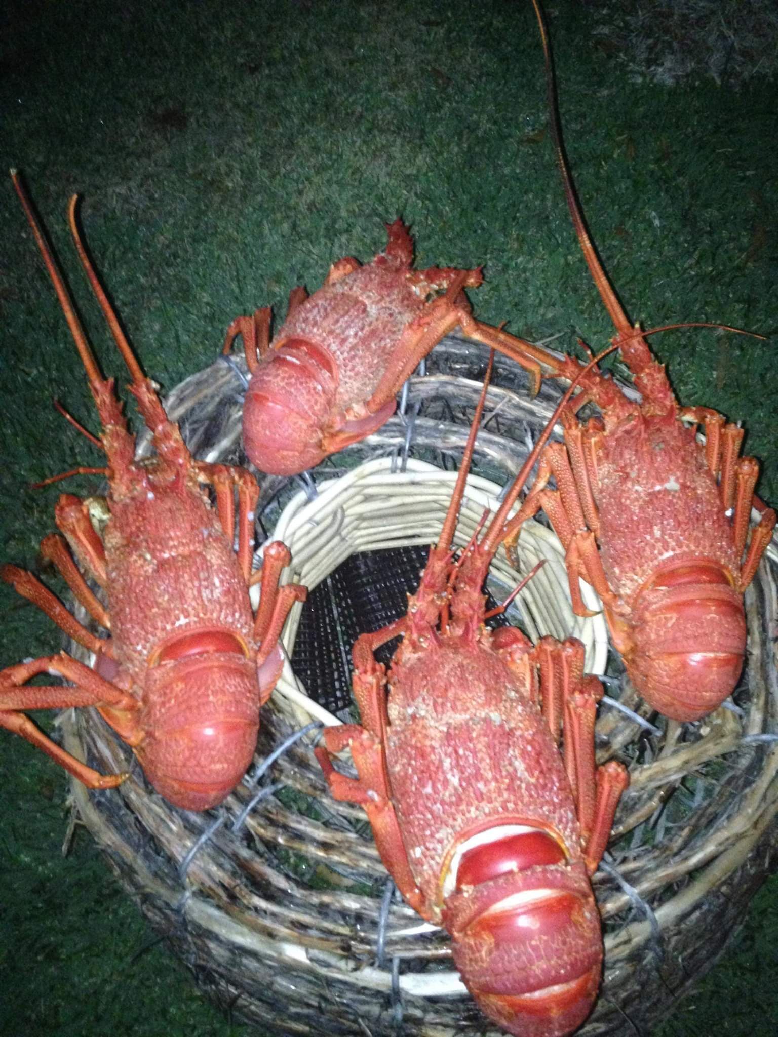 Amazing Ansons Bay remote paradise for the family in the Bay of Fires area. — image 11