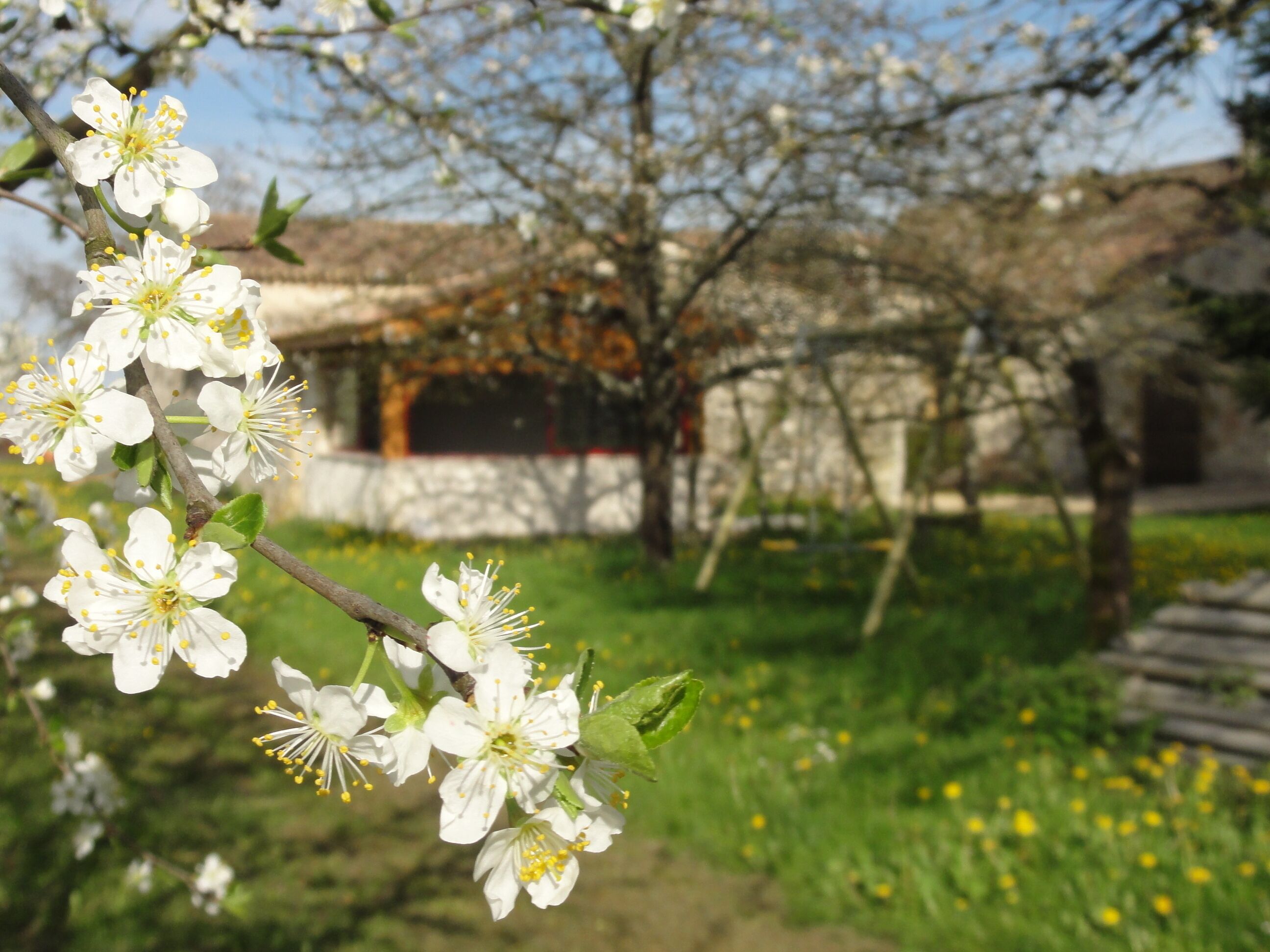 Une branche ornée de fleurs blanches et un bâtiment en arrière-plan.