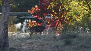 A deer in a natural setting with trees and a body of water. - Large home, perfect for family reunions (Ingram)
