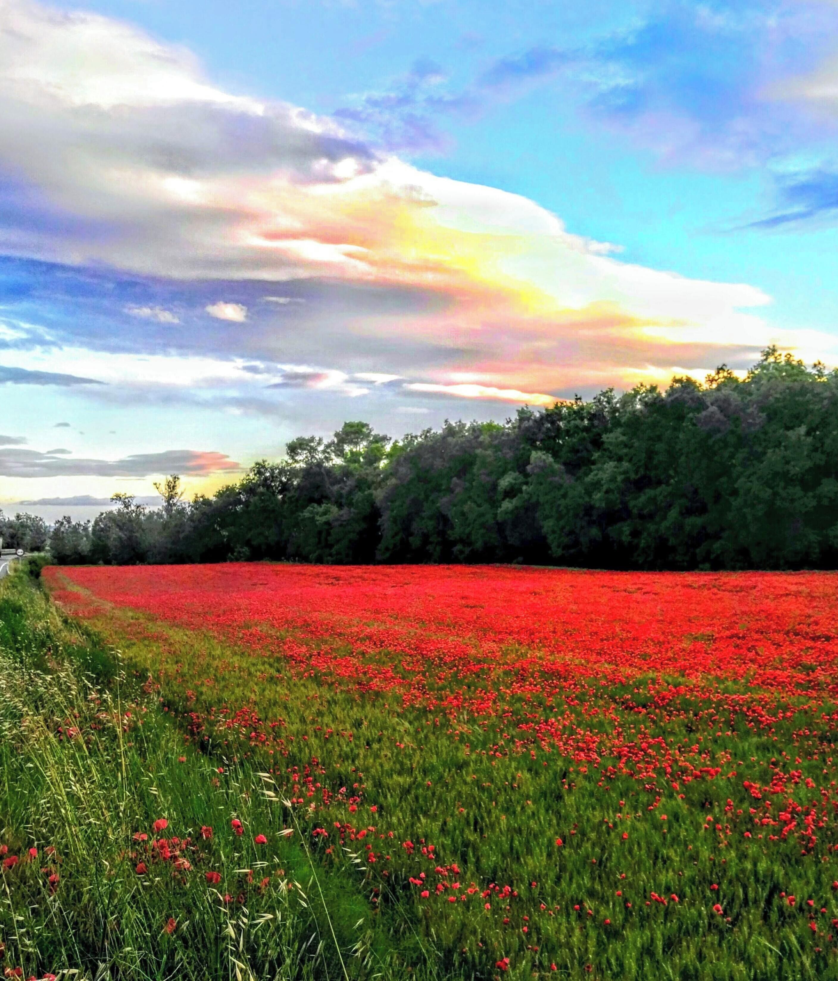A field of red flowers with a forest in the background and a partly cloudy sky.