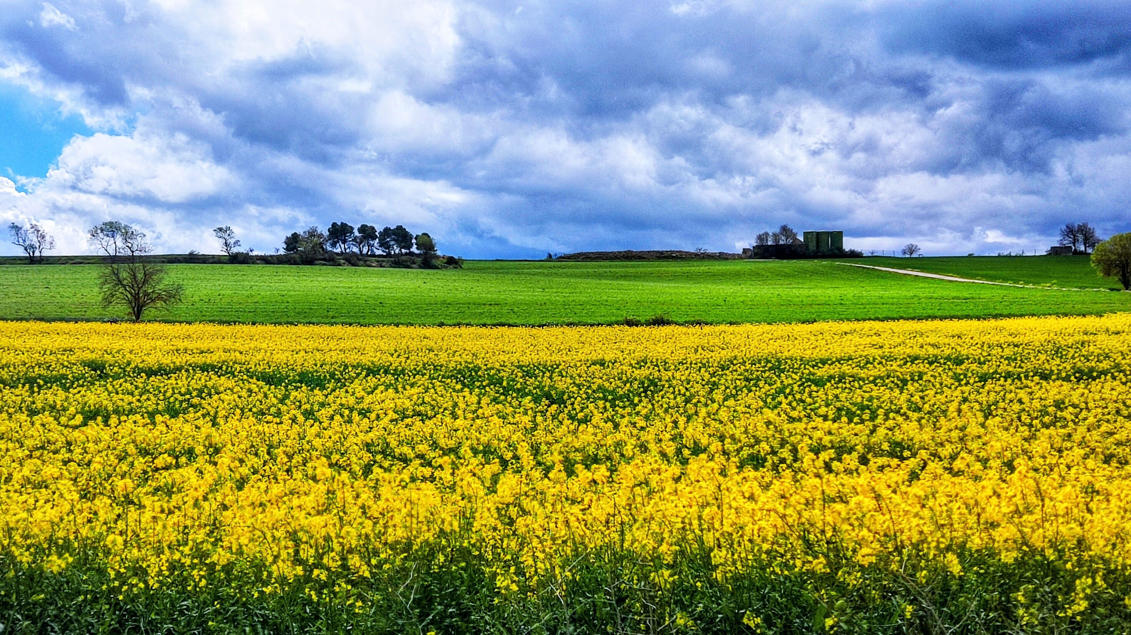 Un campo de flores amarillas bajo un cielo nublado con un edificio lejano.