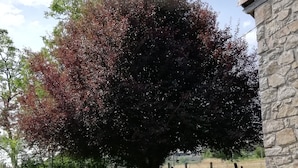 A tree with red leaves in a grassy area with a stone wall and a metal gate.