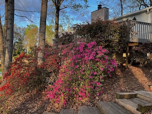 Stroll through a serene garden surrounded by vibrant flowering shrubs and a wooden deck.