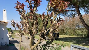 Un jardin avec un arbre, un bâtiment blanc et une clôture en métal.