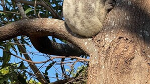 A koala clinging to a tree branch. - 5 Unit Property - Lots of space and privacy for the whole group (Point Lookout)