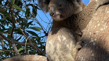 Un koala agarrado a una rama de árbol.