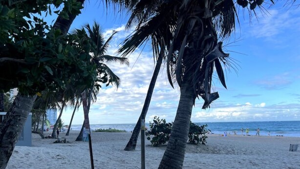 Une plage bordée de palmiers, sous un ciel dégagé.