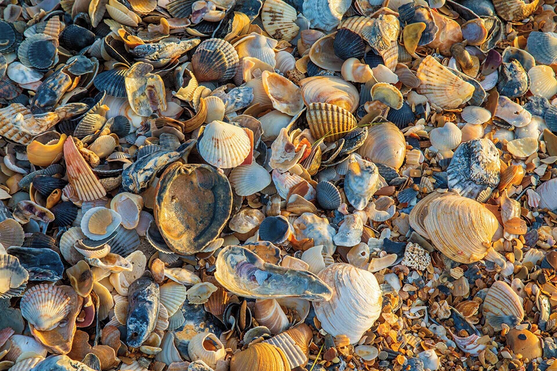 Surf or Sound Realty - Buxton - Scenic Photos -5