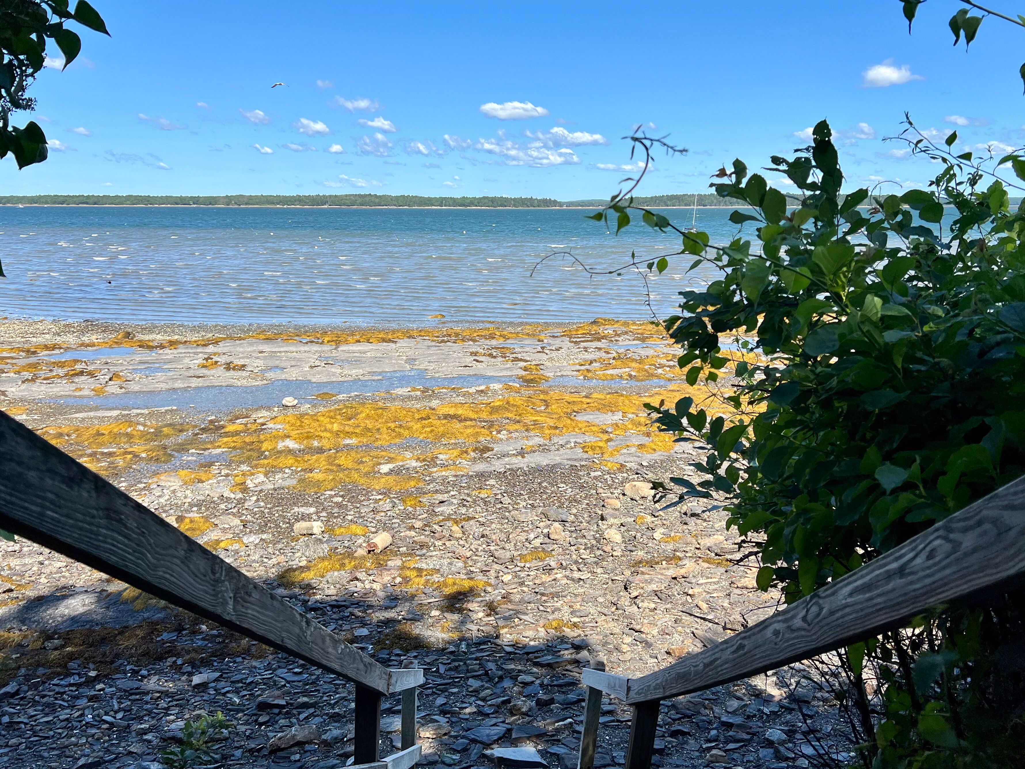 A wooden deck leading to a rocky shoreline with seaweed, a clear sky, and a distant tree line.