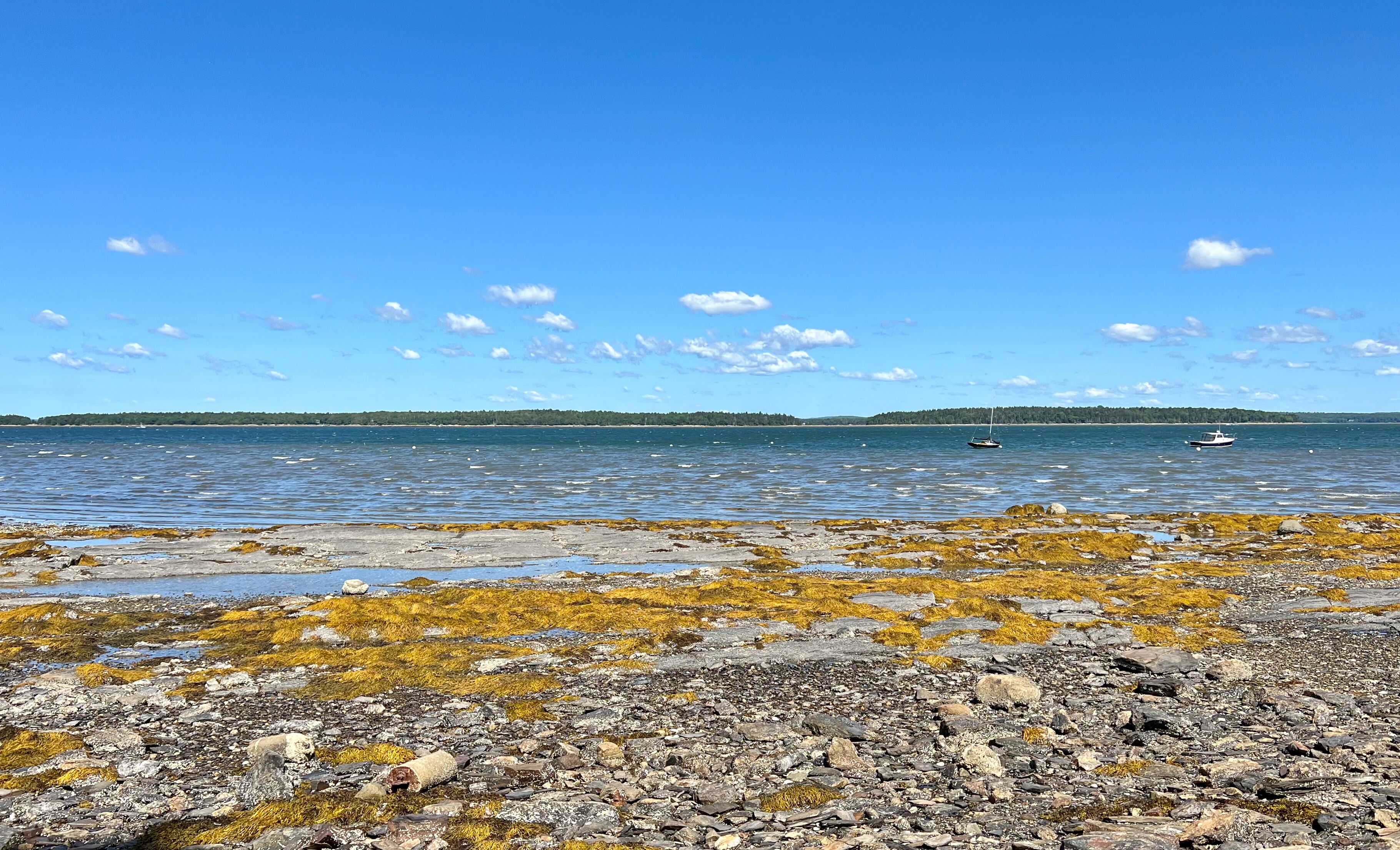 Un rivage rocheux parsemé d’algues et une mer calme où voguent des bateaux.