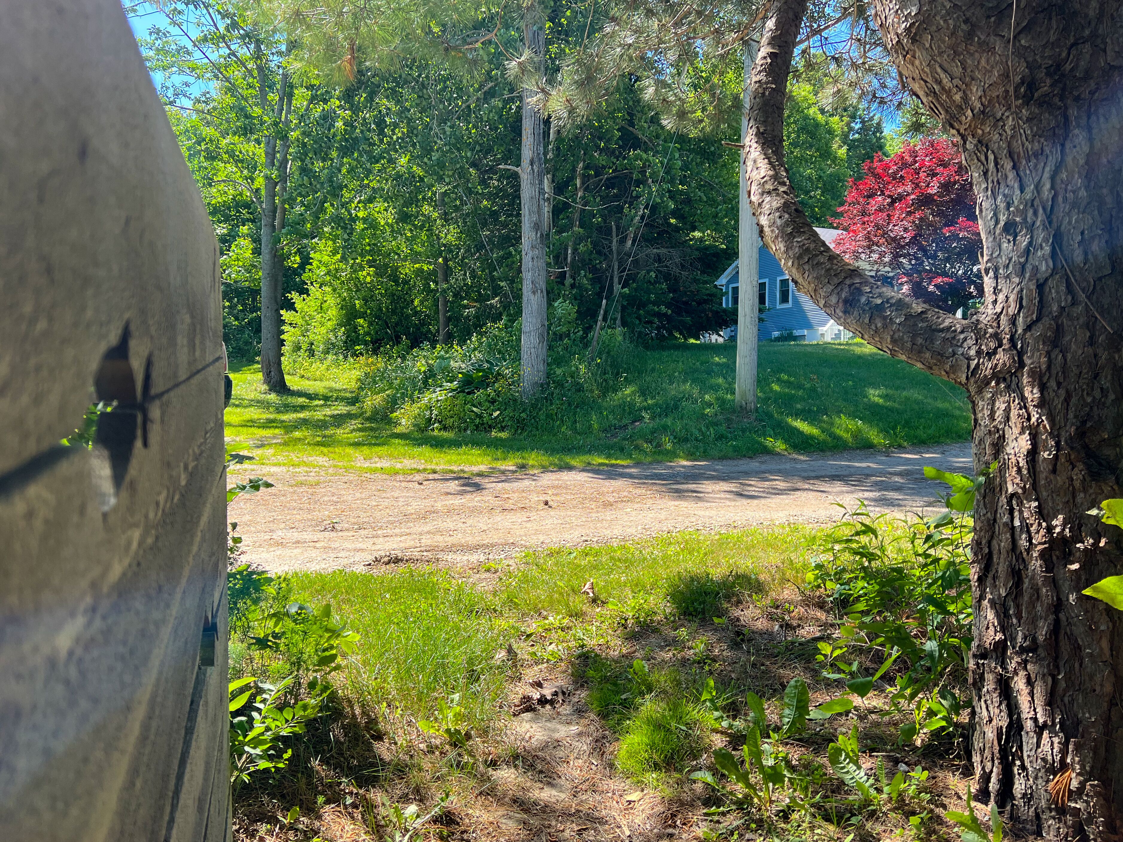 A dirt path leading through a wooded area with a large tree trunk in the foreground.