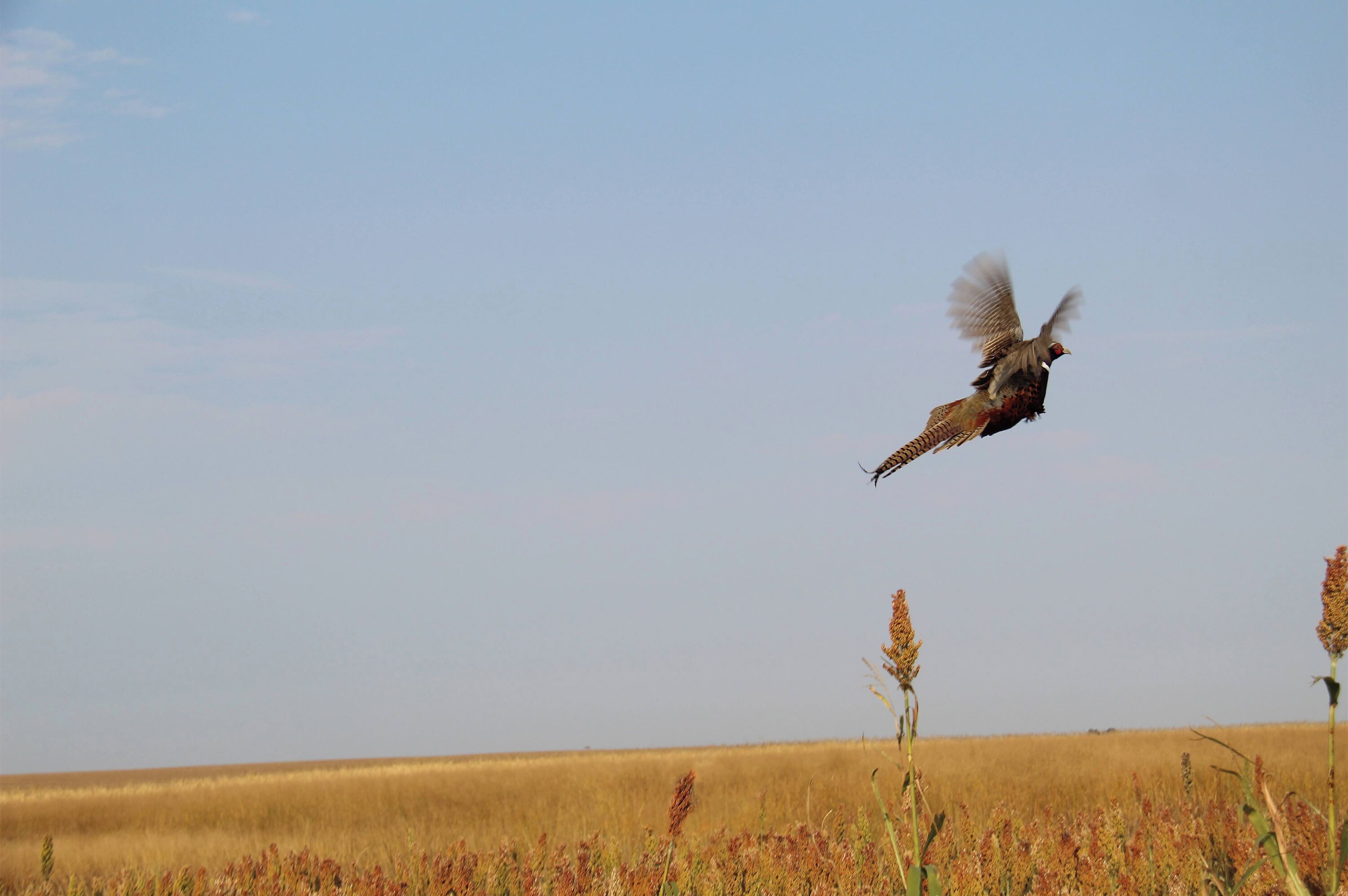 A bird in flight over a field.