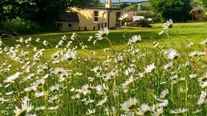 A rural house with a chimney, surrounded by a field of white flowers.