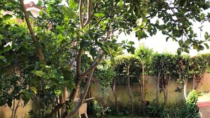 Un jardin luxuriant, avec une variété d’arbres, une pelouse et un mur en arrière-plan.