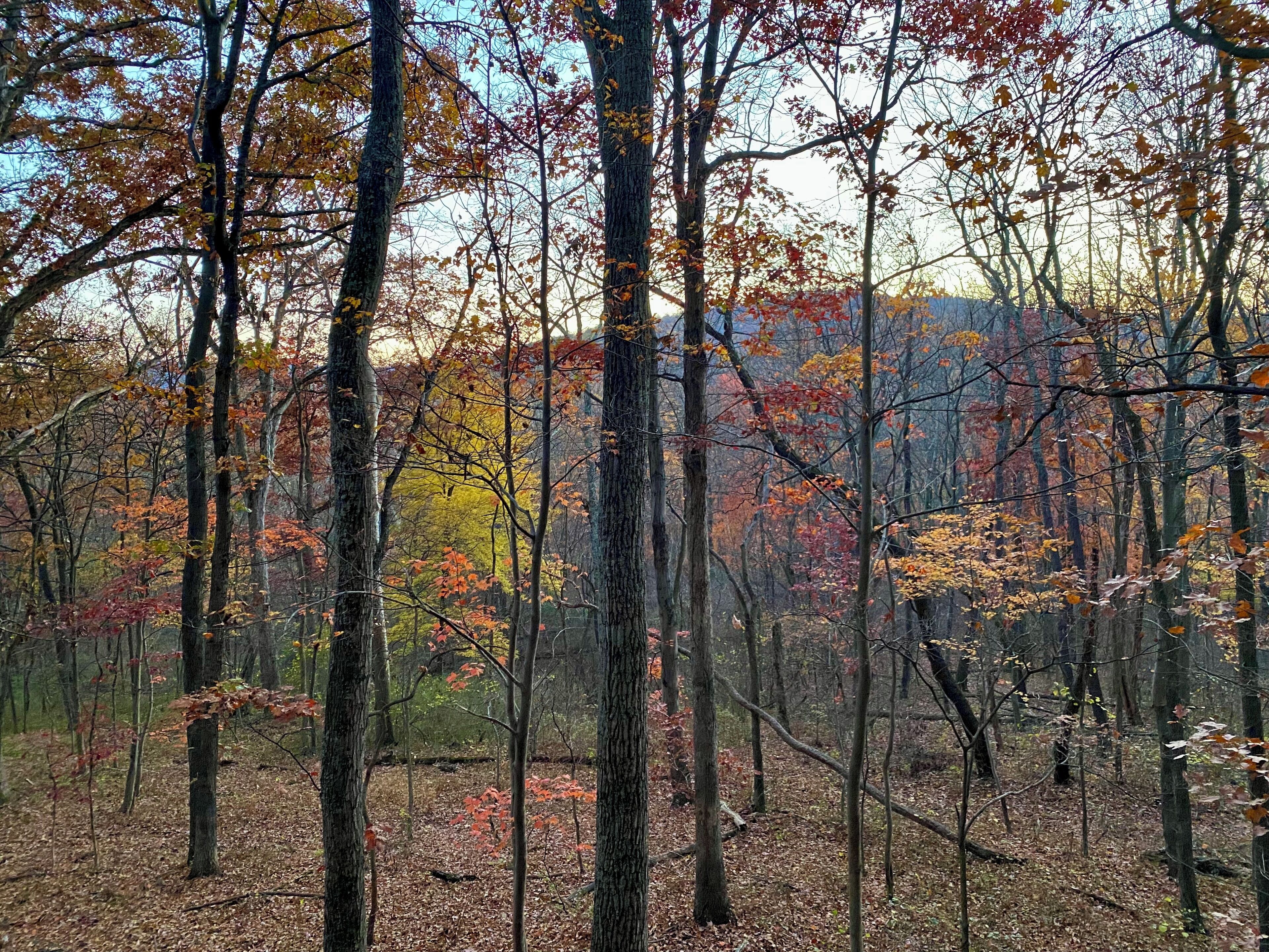 A forest with tall trees and a ground covered in fallen leaves.