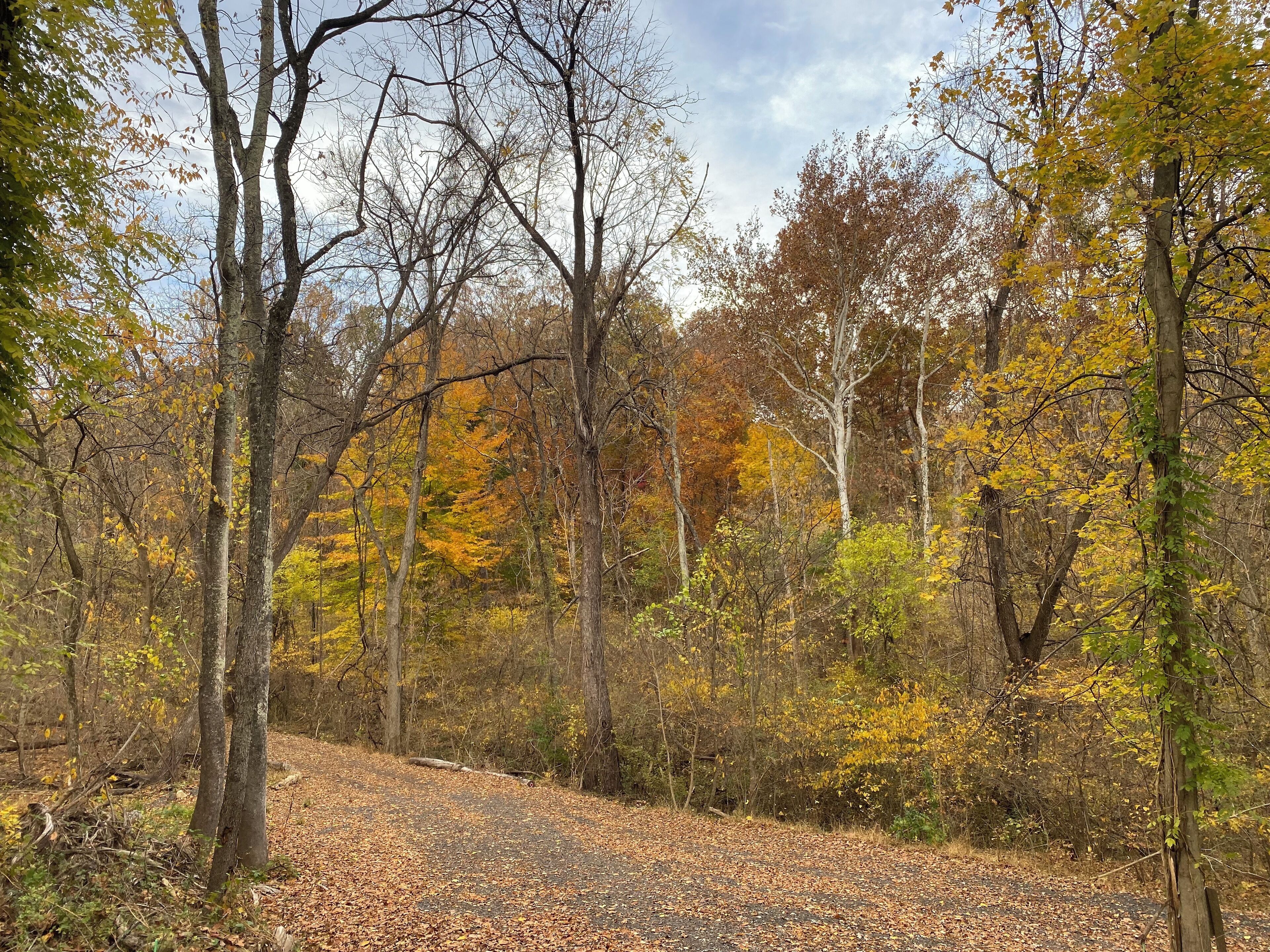 A forest path with trees and fallen leaves.