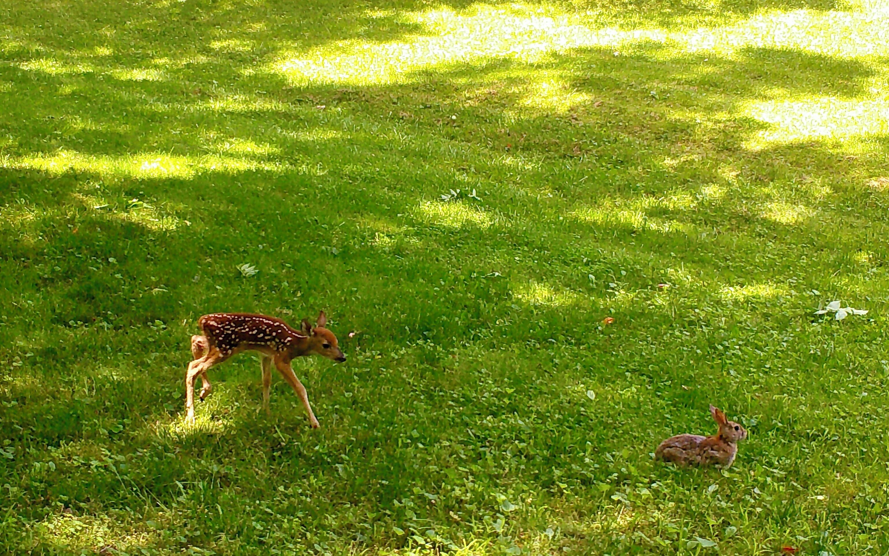 Ein Reh auf einer Wiese.