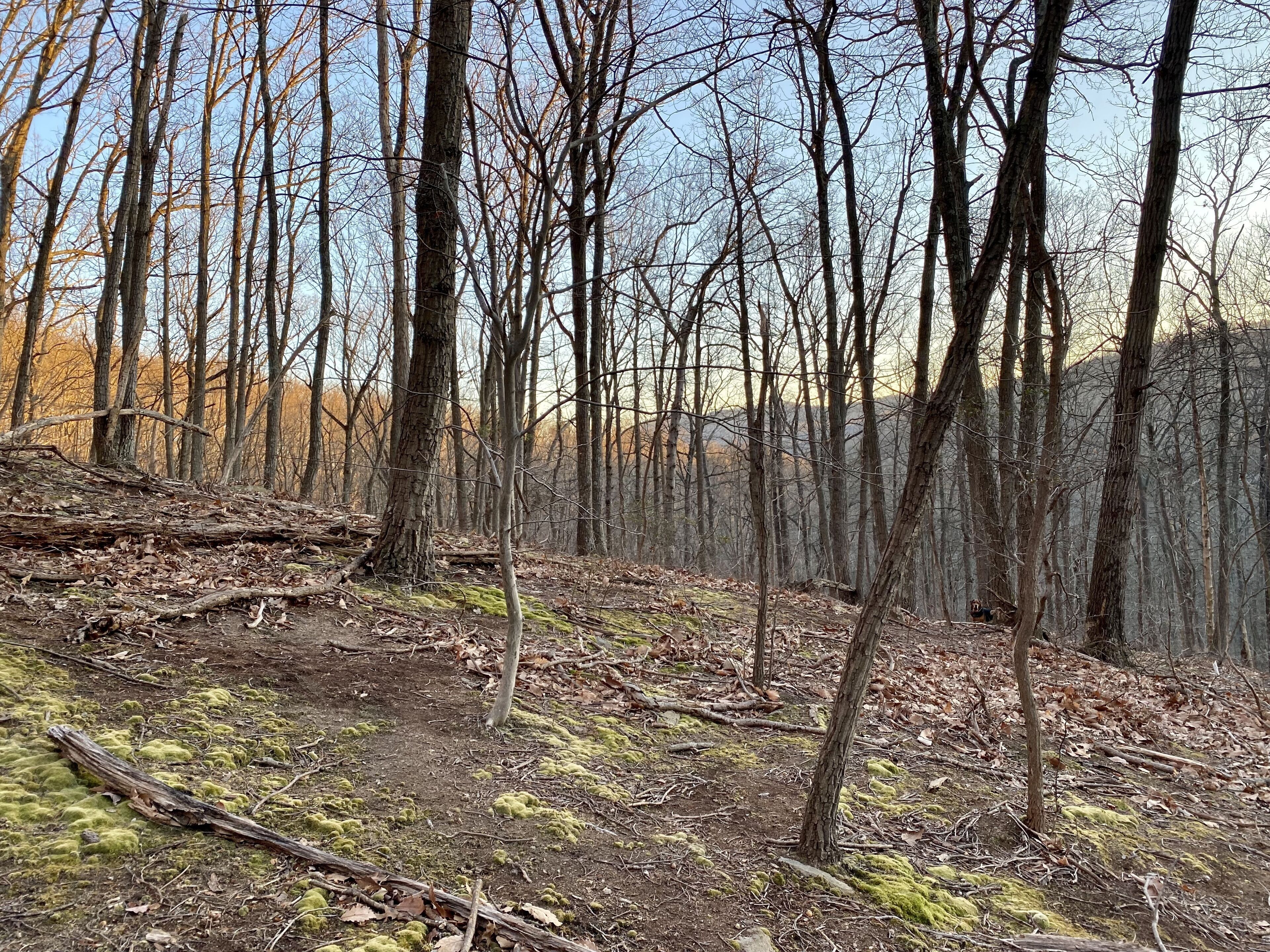 A forested area with a dirt path and moss-covered ground.