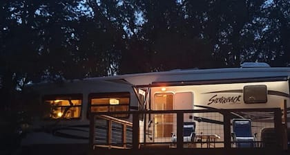 Nature Immersion Silverback