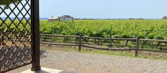 cottage nestled in a vineyard on the sea